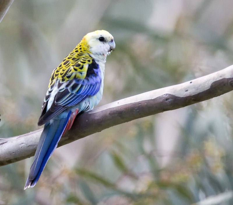 Голубая пенантовая Розелла