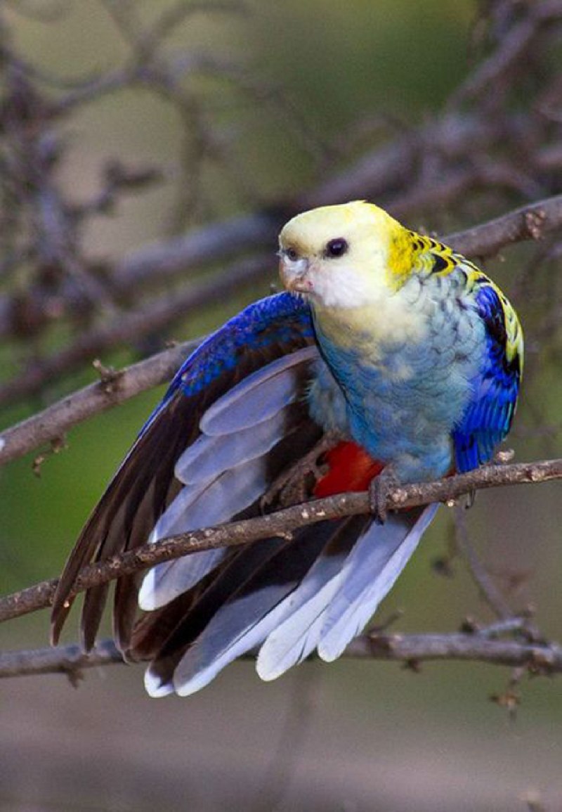 Розелла голубая бледноголовая