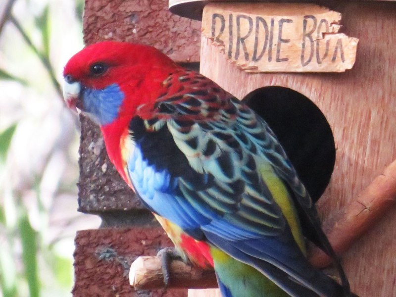 Тасманская Розелла