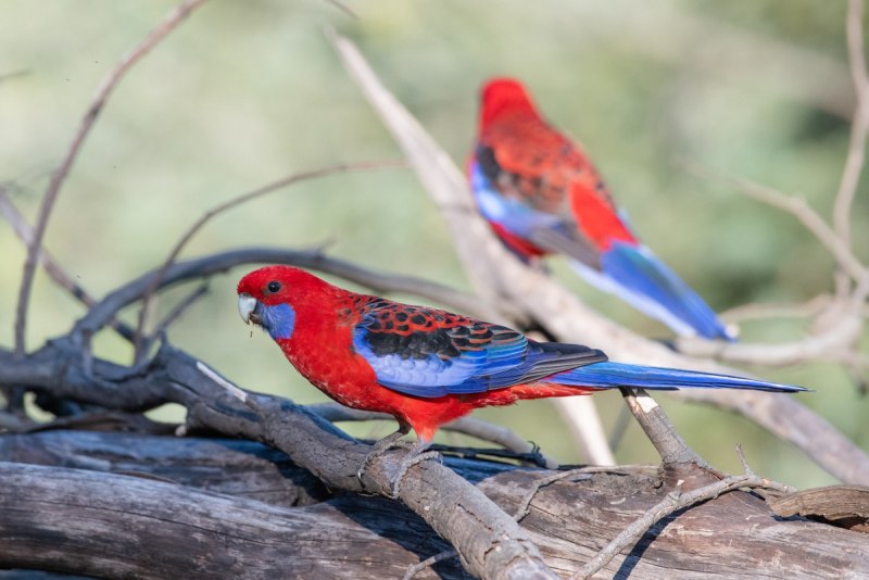 Сапфировый попугай