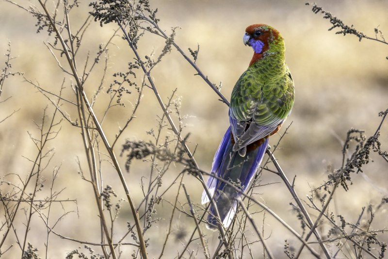 Platycercus venustus