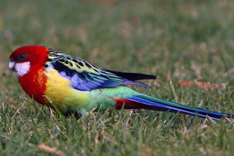 Австралийская Розелла попугай