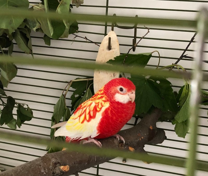 Розелла пестрая Platycercus Eximius