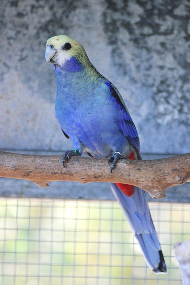 Попугай Розелла Рубиновая