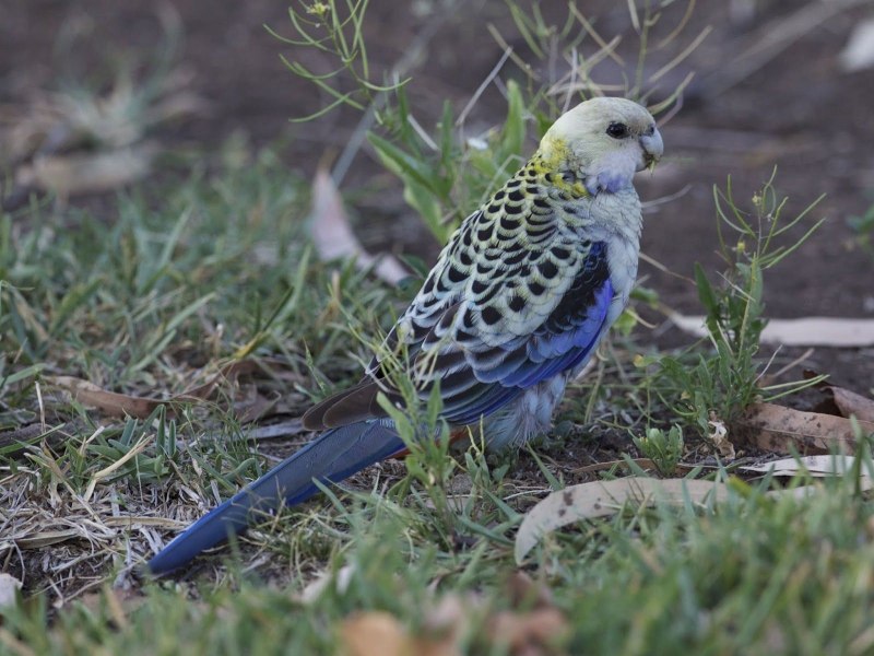 Розелла попугай голубой