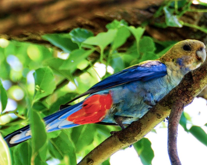 Попугай Королевский Розелла