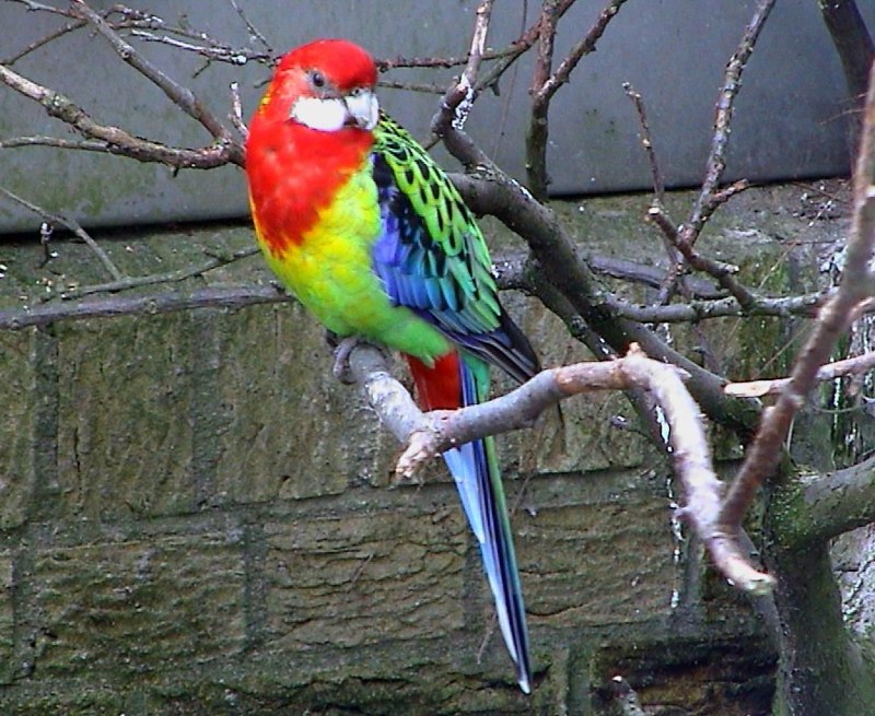 Rosella German