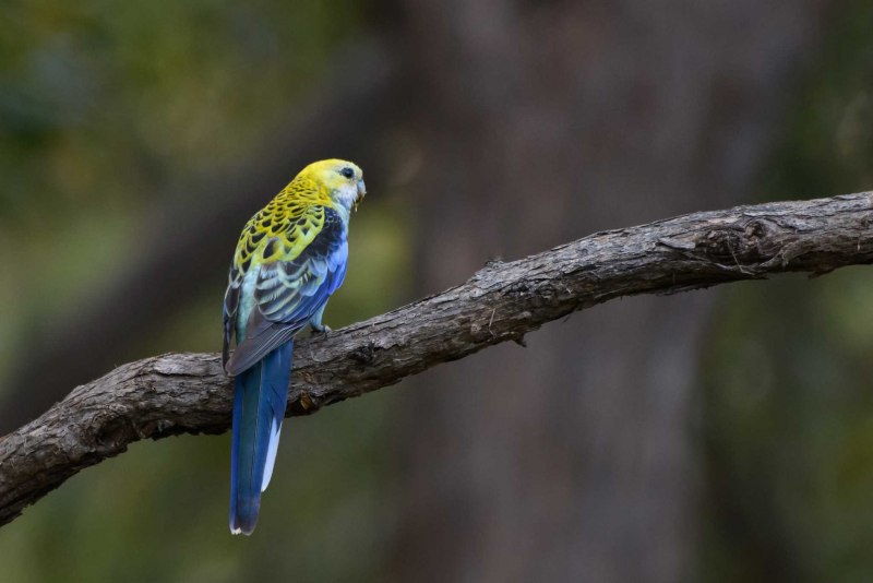 Тасманская Розелла