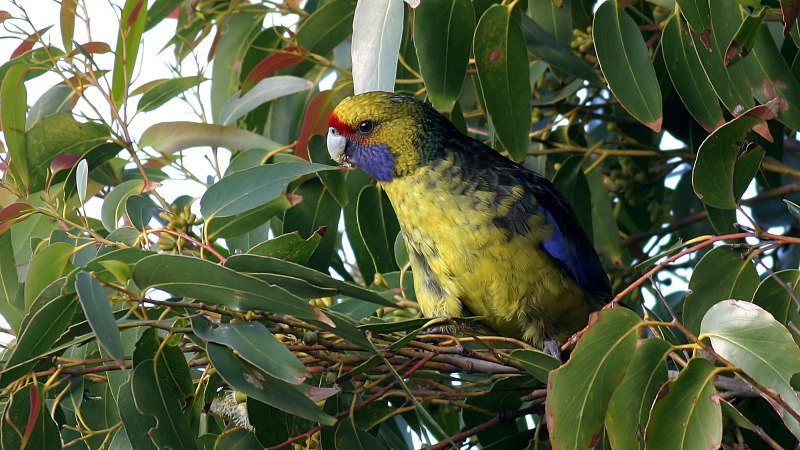 Попугай Розелла