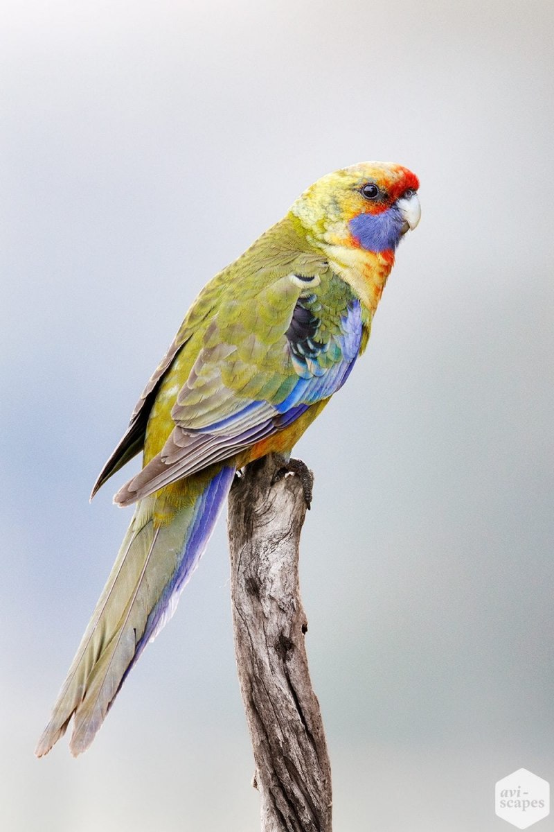 Розелла Аделаиды