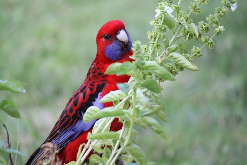 Розелла черри