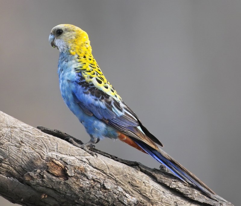 Попугай Розелла красная