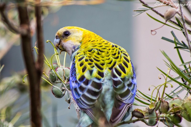 Попугай Розелла