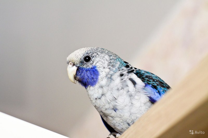 Зелёная Розелла