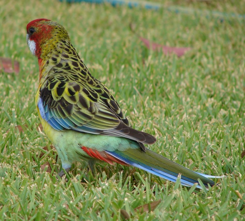 Аделаидская Розелла