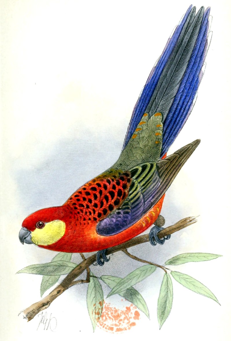 Желтощекая Розелла