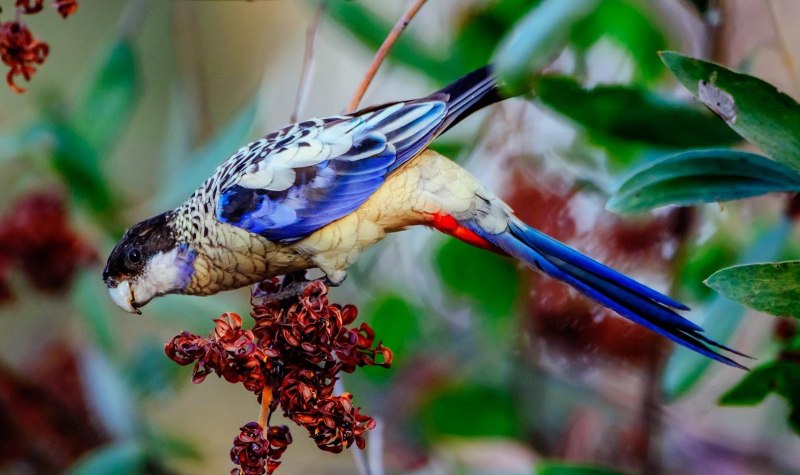 Попугай Розелла