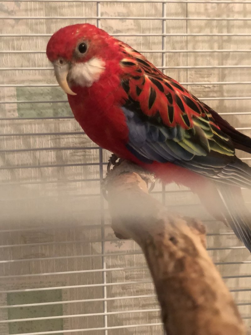 Попугай Розелла красная