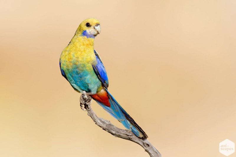 Роза попугай