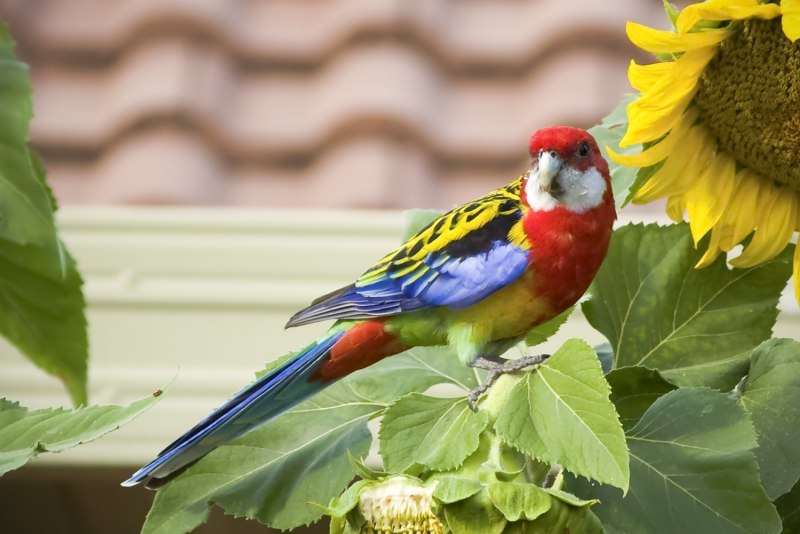 Розелла лютеиновая