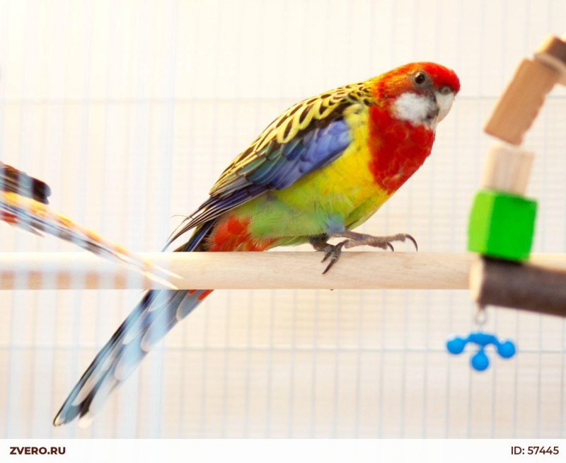 Розелла пенантовая синяя