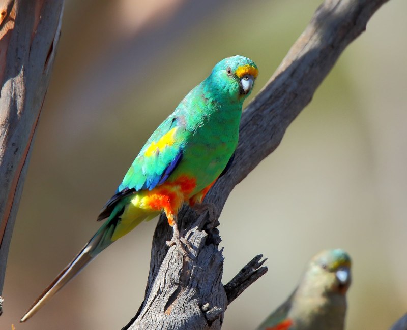 Попугай Розелла пенантовая