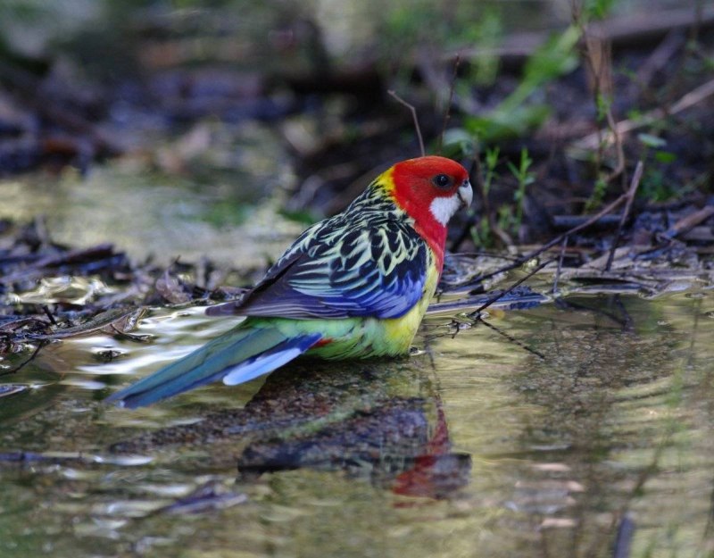 Бледно годовая Розелла