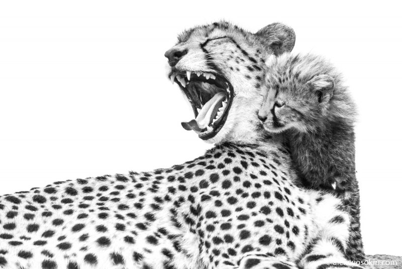 Черно белая картина гепарда