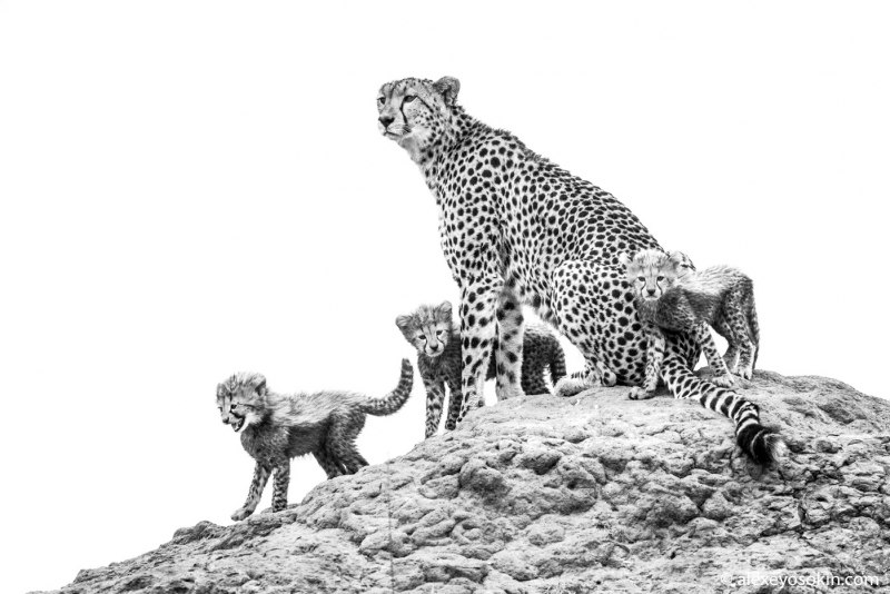 Гепард черно белый