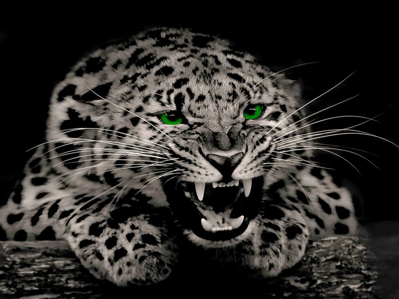 Серый леопард