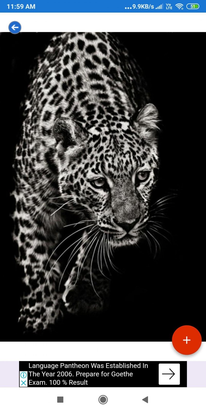 Леопард зарисовка