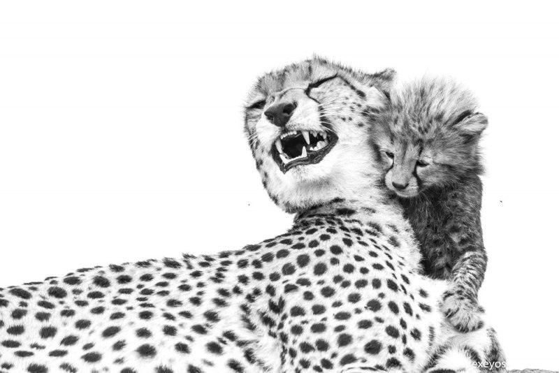 Котята гепарда