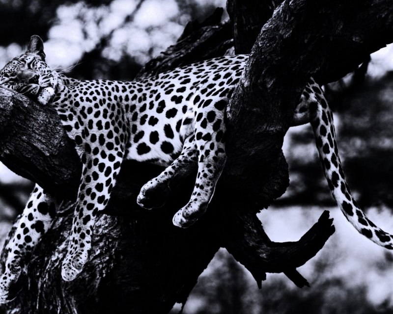 Черный гепард