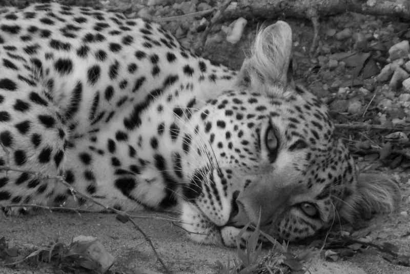 Леопард чёрно белый