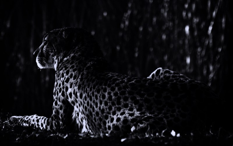 Голова леопарда на черном фоне