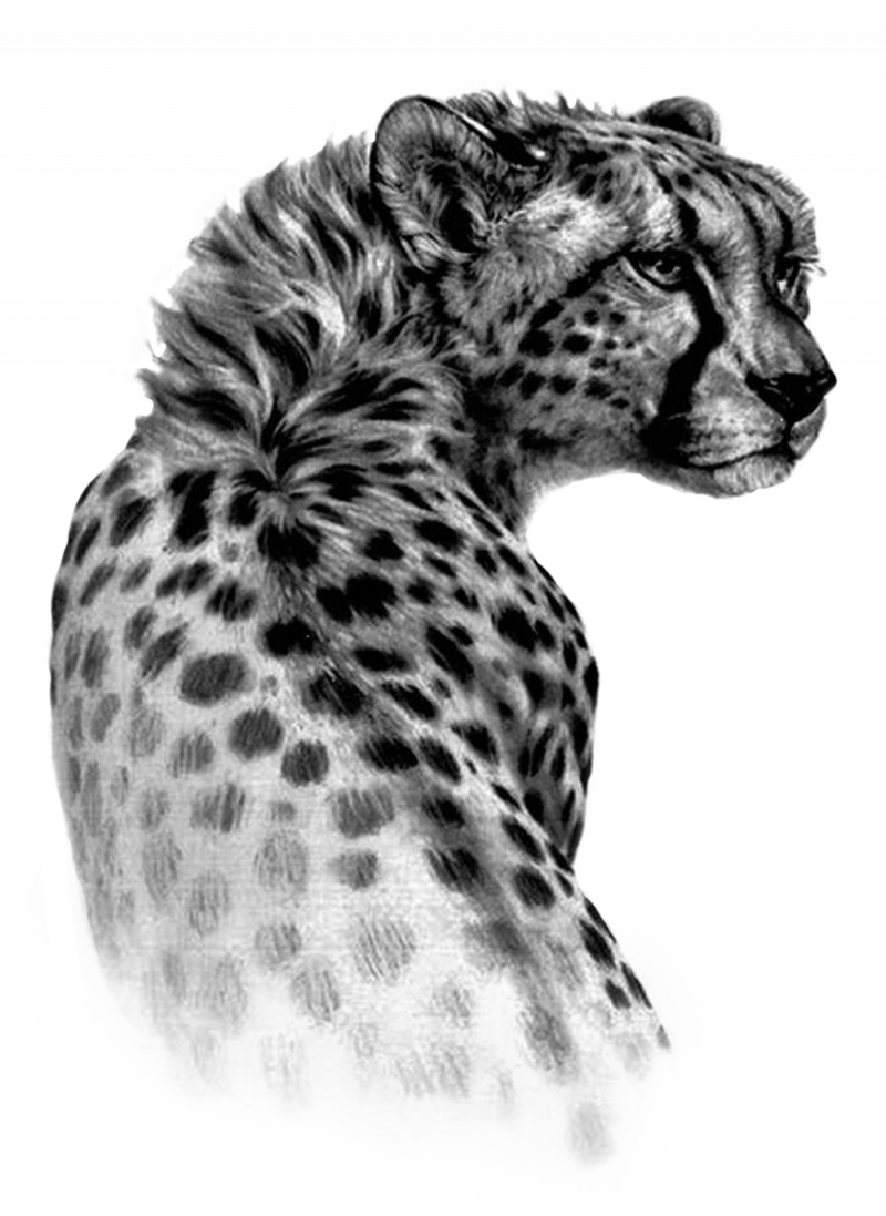 Леопард раскраска для детей