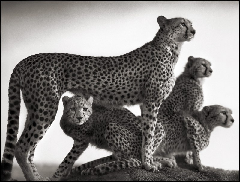 Африка Ника Брандта