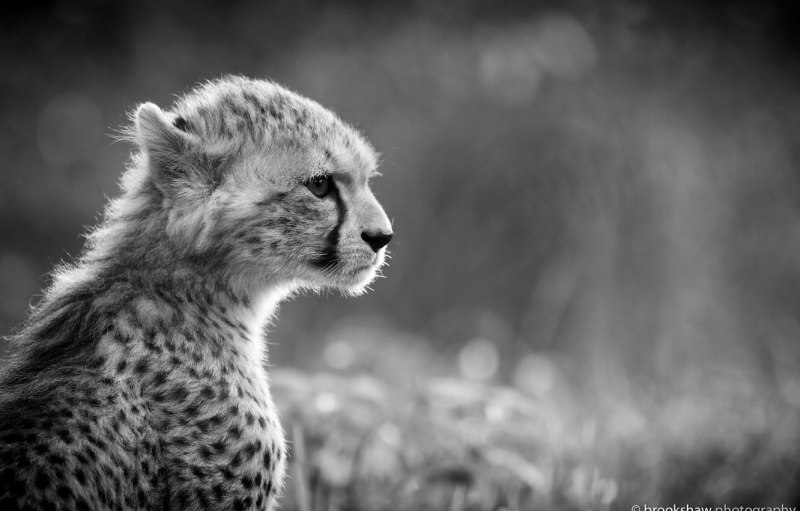 Гепард морда