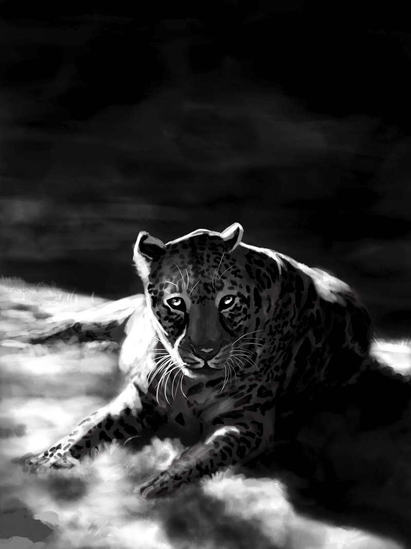 Черный снежный Барс