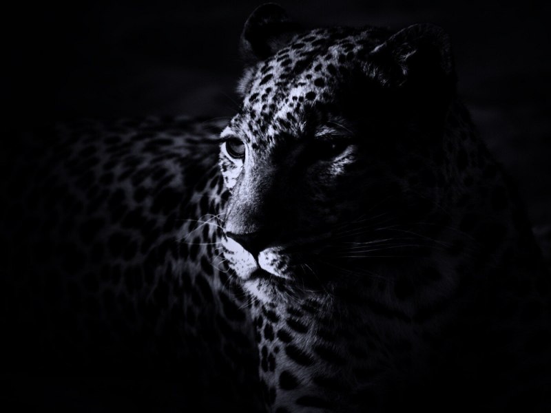 Гепард на рабочий стол
