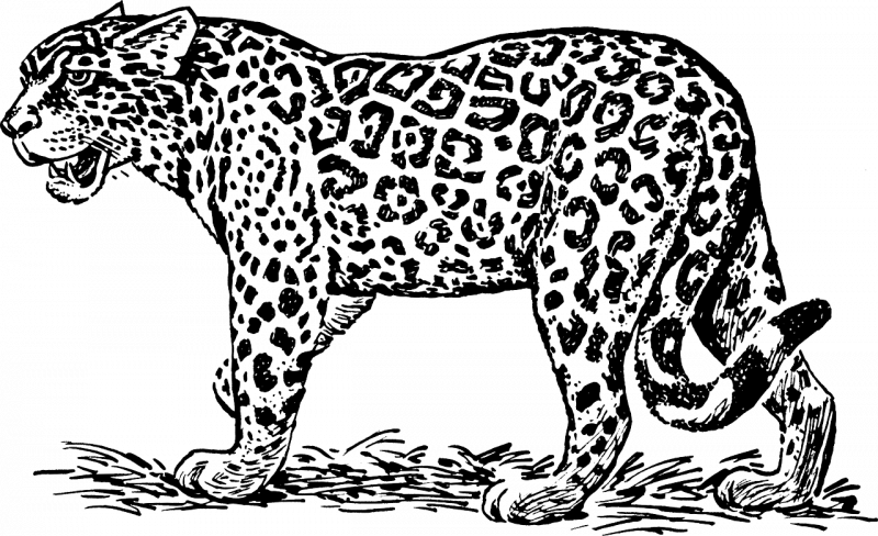 Черно белый леопардовый