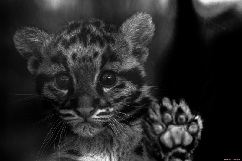 Леопард на черном фоне