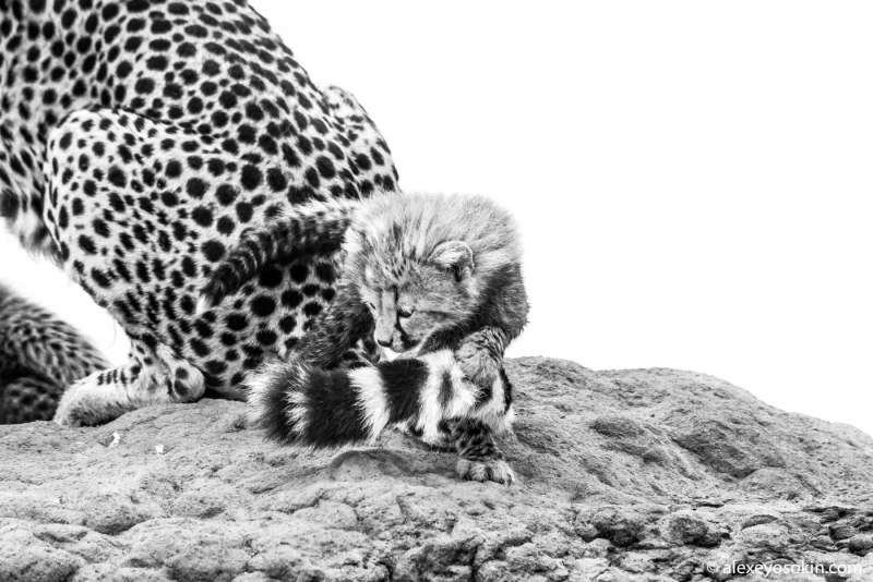 Гепард черно белый