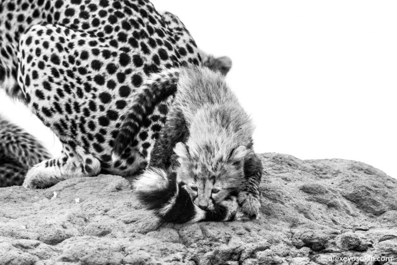 Чёрно белый гепард