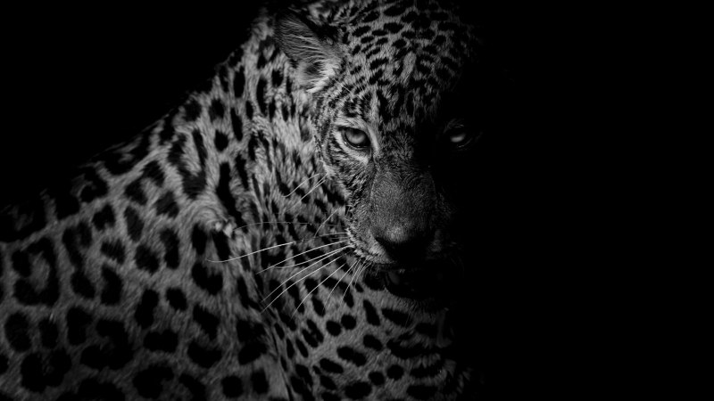 Животные в черно белом цвете