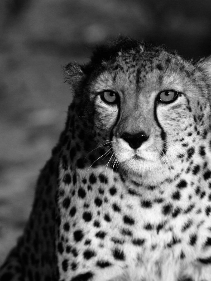 Ягуар рисунок