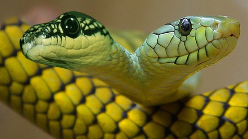 Королевская двухголовая змея