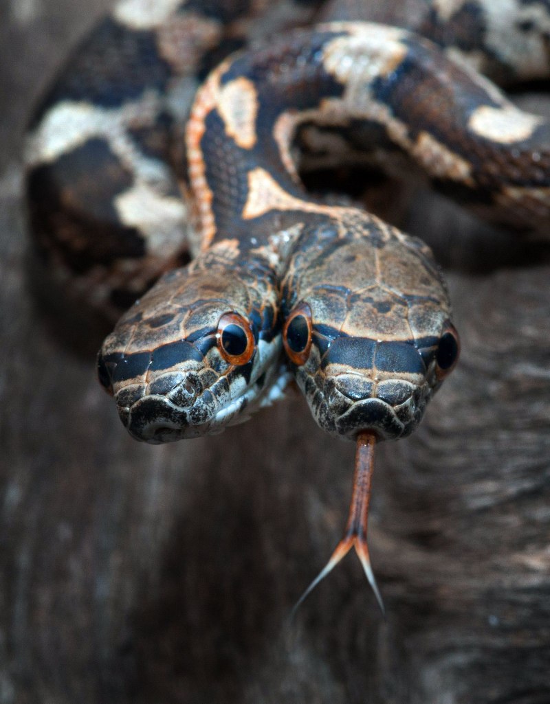 Королевская змея Калифорнийская Lampropeltis getulus californiae