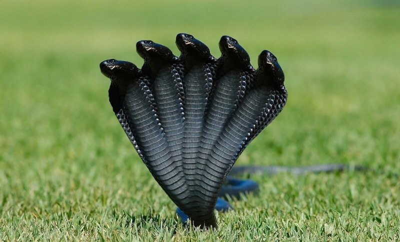 Семиголовая Кобра