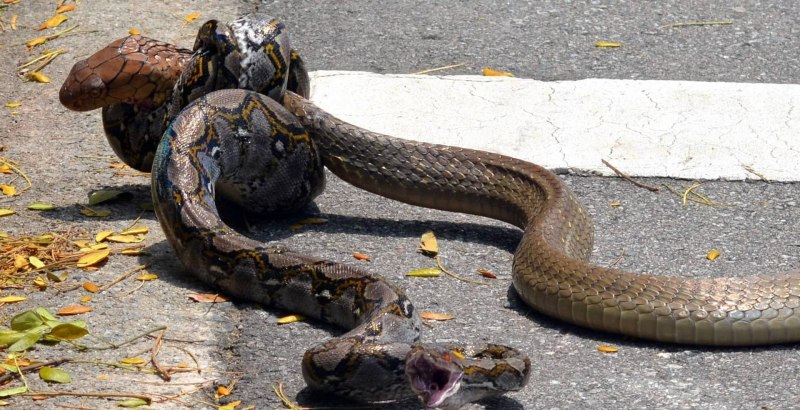 Моноклевая Кобра